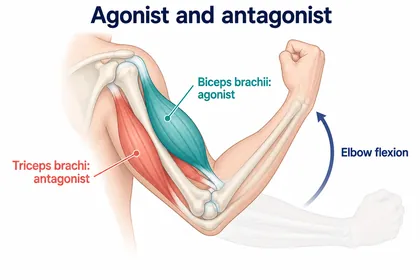 Agonist and antagonist