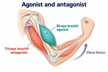 Agonist and antagonist
